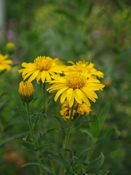 HETEROTHECA SUBAXILLARIS