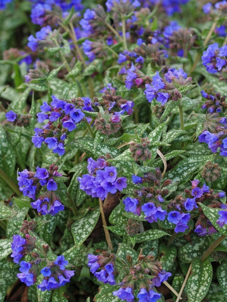 PULMONARIA 'TREVI FOUNTAIN'