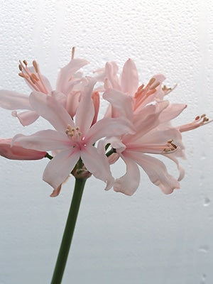 NERINE 'SOPHIE' seed parent
