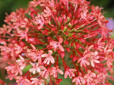 CENTRANTHUS RUBER var.COCCINEUS