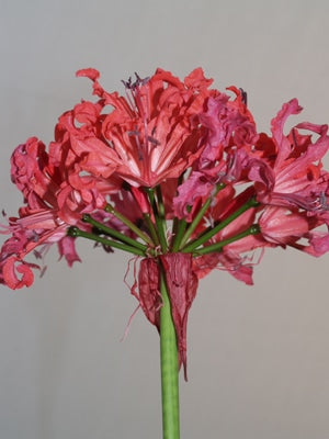 NERINE 'BAGHDAD'