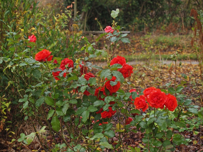 ROSA 'TRUMPETER'