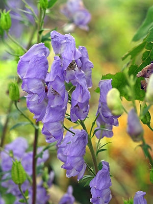 ACONITUM CARMICHAELII WILSONII GROUP 'SPÄTLESE'