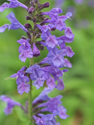 NEPETA SIBIRICA