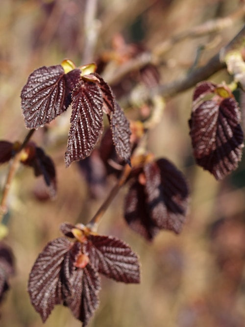 CORYLUS MAXIMA 'PURPUREA'