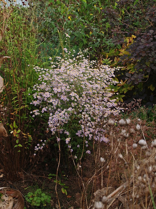 SYMPHYOTRICHUM 'RINGDOVE'