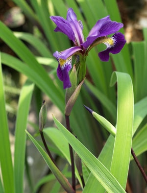 IRIS x ROBUSTA 'DARK AURA'