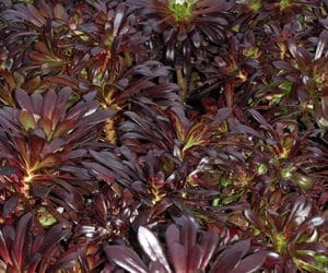 AEONIUM 'ZWARTKOP'