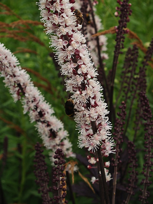 ACTAEA SIMPLEX 'BRUNETTE'