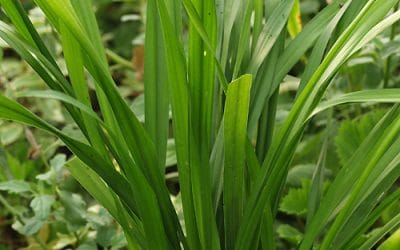 ASPIDISTRA HAINANENSIS 'JADE RIBBONS'