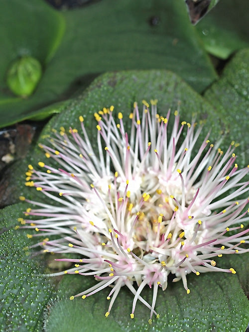 MASSONIA PUSTULATA