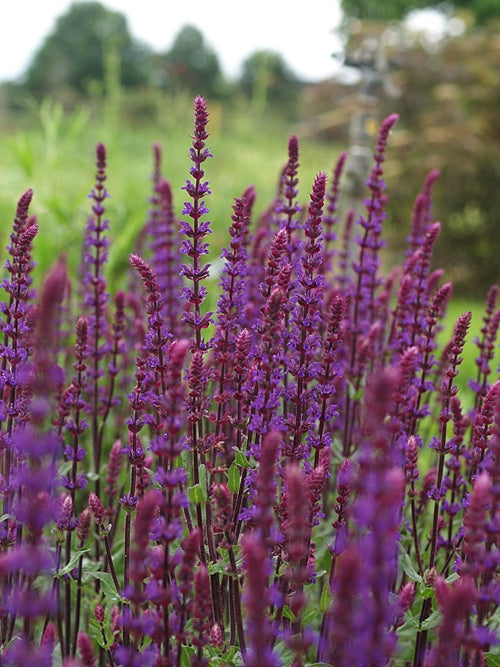 SALVIA NEMOROSA 'CARADONNA'