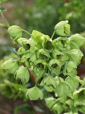 MATHIASELLA BUPLEUROIDES 'GREEN DREAM'