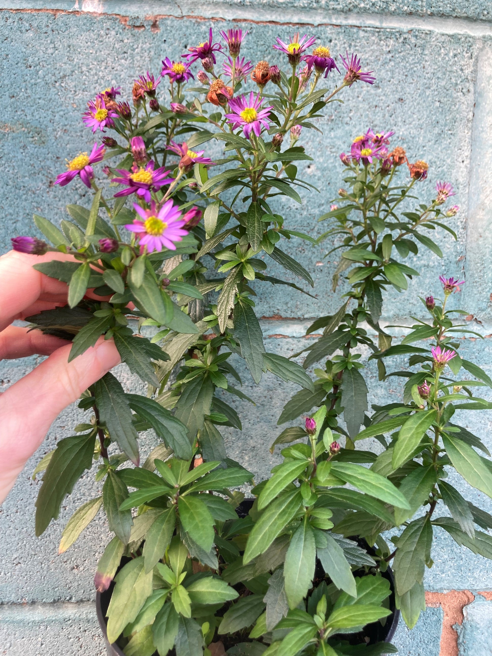 Aster ageratoides 'Ezo Murasaki' | Late-Flowering Hardy Aster