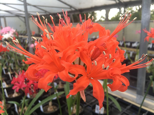 NERINE 'ITCHEN STOKE'