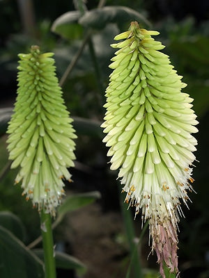 KNIPHOFIA 'ICE QUEEN'