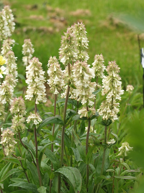 PENSTEMON CONFERTUS RCB MO-A-7