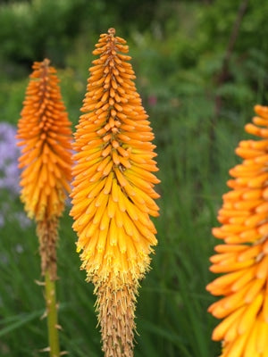 KNIPHOFIA 'FIERY FRED'