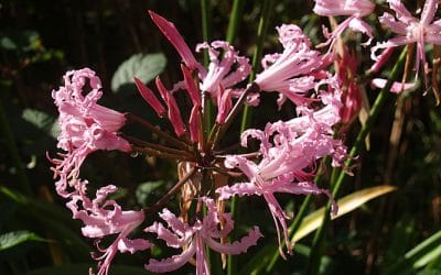 NERINE 'JOHN CRISP'