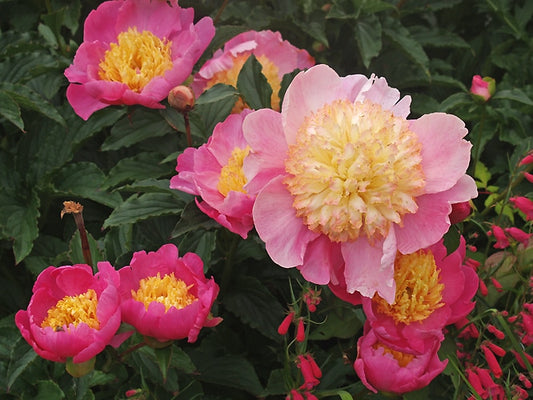 PAEONIA LACTIFLORA 'MR.G.F.HEMERIK'