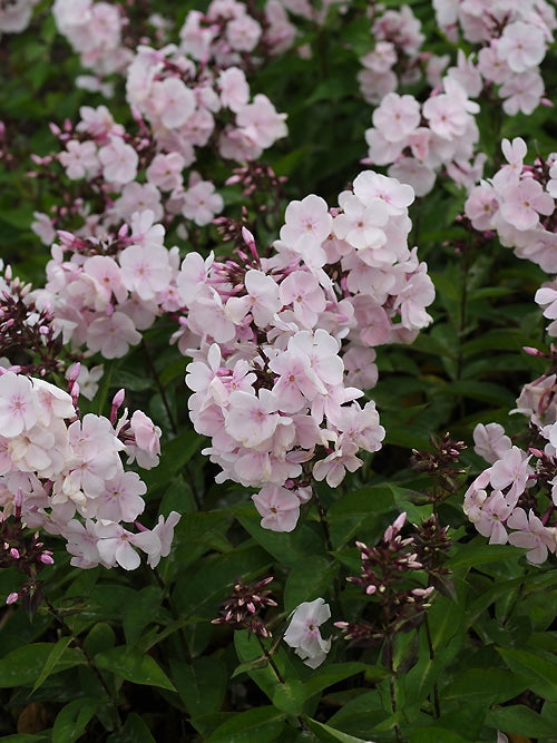 PHLOX PANICULATA 'MONICA LYNDEN-BELL'