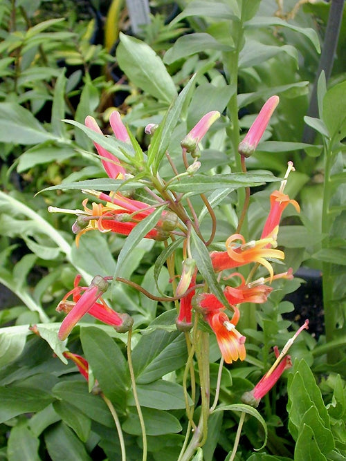 LOBELIA LAXIFLORA var.ANGUSTIFOLIA