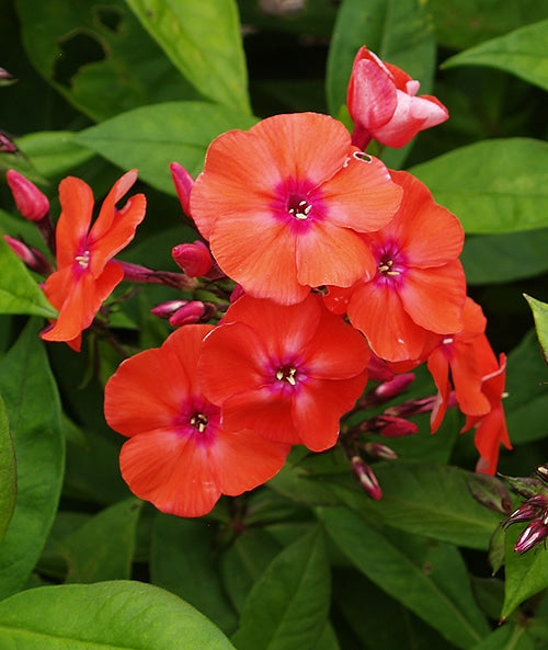 PHLOX PANICULATA 'PRINCE OF ORANGE'