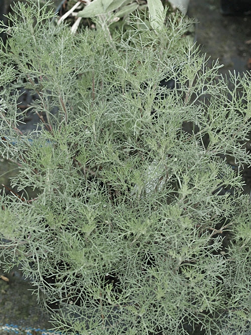 ARTEMISIA ABROTANUM
