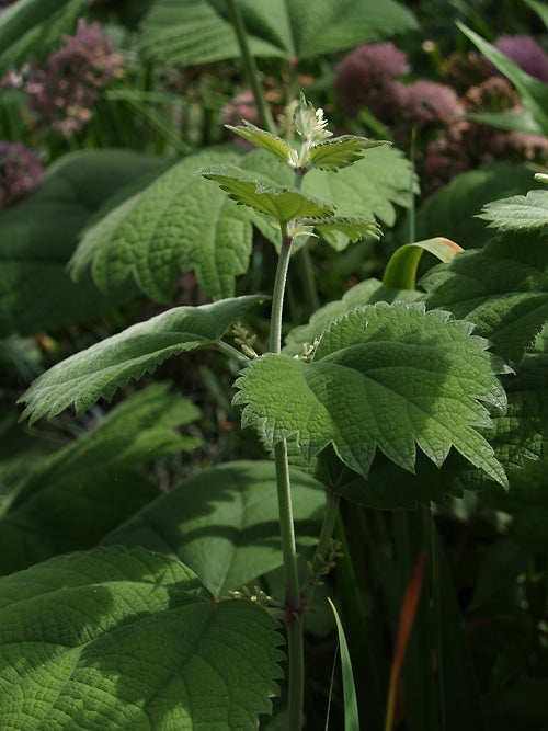 BOEHMERIA NIVEA