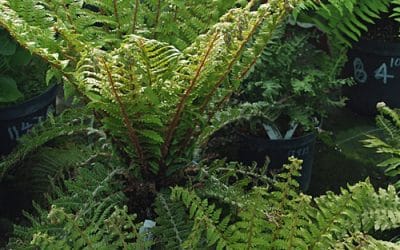 POLYSTICHUM x DYCEI