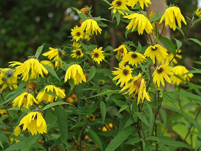 HELIANTHUS 'O SOLE MIO'