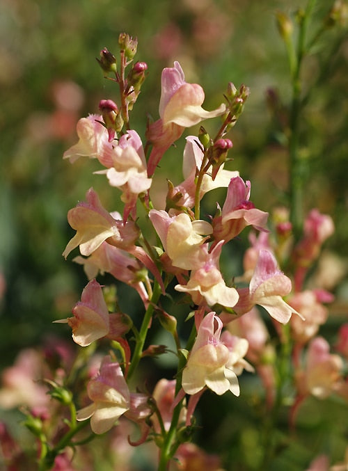 LINARIA 'PEACHY'