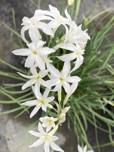 TULBAGHIA 'SNOW WHITE'