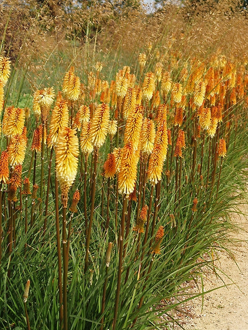 KNIPHOFIA 'TAWNY KING'