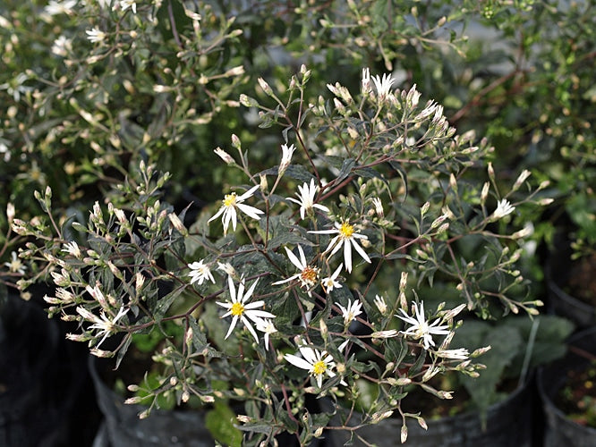 GALATELLA DIVARICATA 'EASTERN STAR'