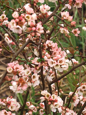 CHAENOMELES SPECIOSA 'APPLEBLOSSOM'