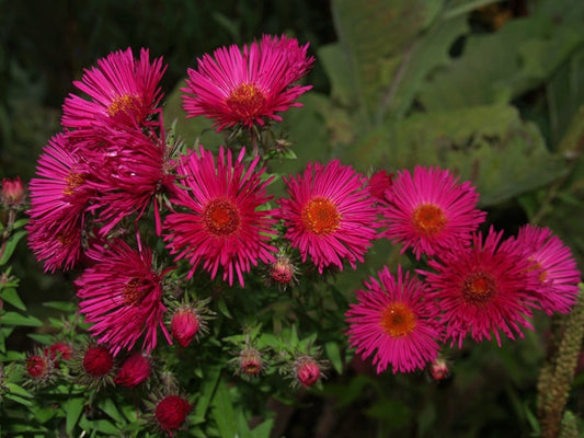 SYMPHYOTRICHUM NOVAE-ANGLIAE 'BRIGHTNESS'