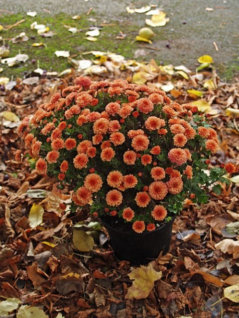 CHRYSANTHEMUM 'PICASSO'