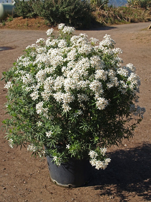 CHOISYA 'WHITE DAZZLER'