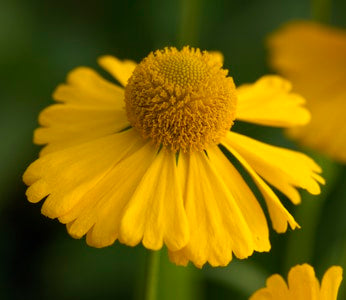 HELENIUM 'GOLDEN YOUTH'