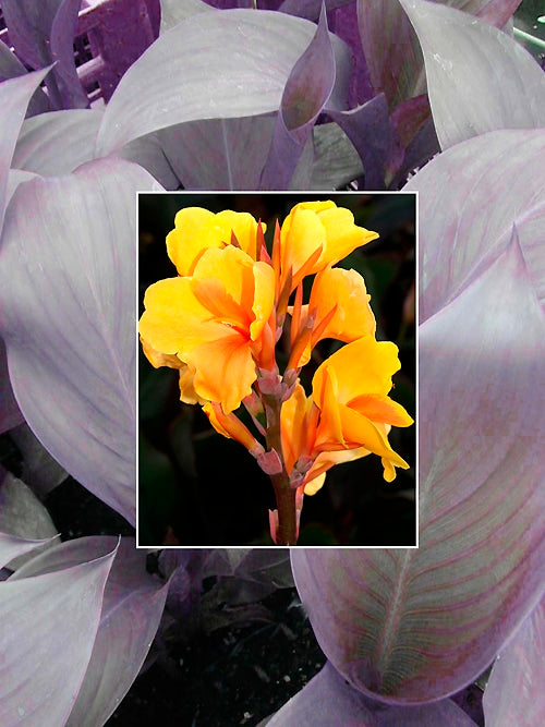 CANNA 'PACIFIC BEAUTY'