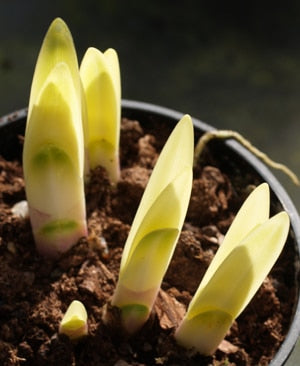 AGAPANTHUS 'MAY SNOW'