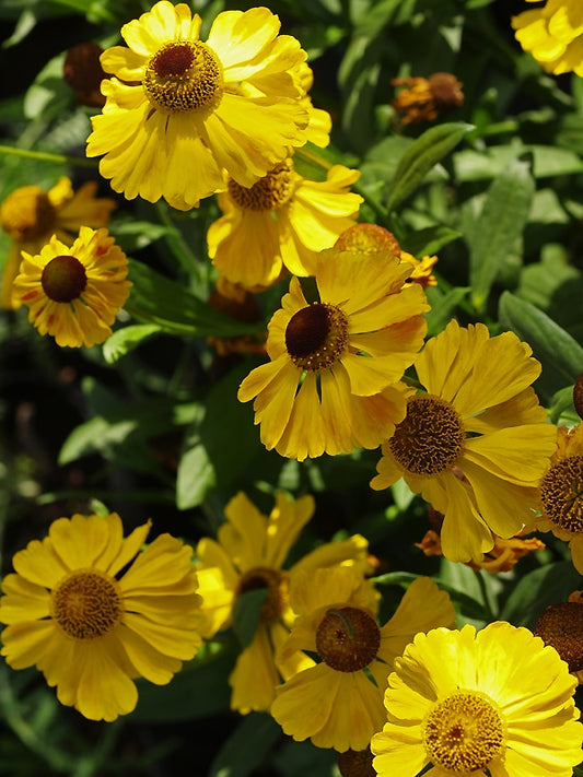 HELENIUM 'EL DORADO'