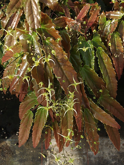 EPIMEDIUM 'SPINE TINGLER'