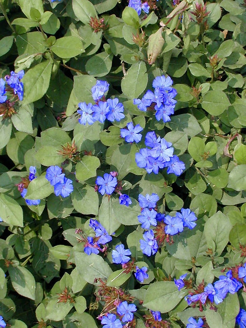 CERATOSTIGMA PLUMBAGINOIDES