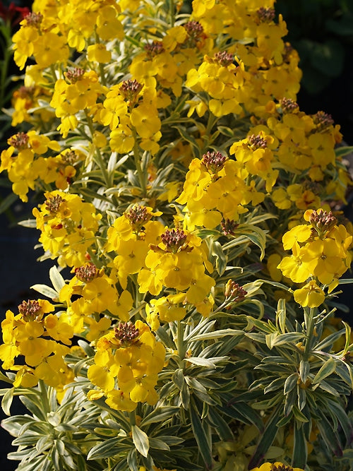 ERYSIMUM 'SUNBURST'