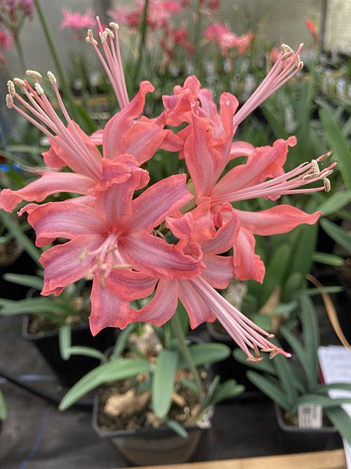 GLADIOLUS 'NATAN'