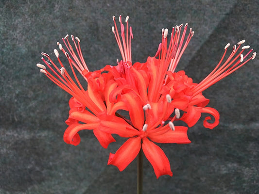 NERINE 'ATLANTA'