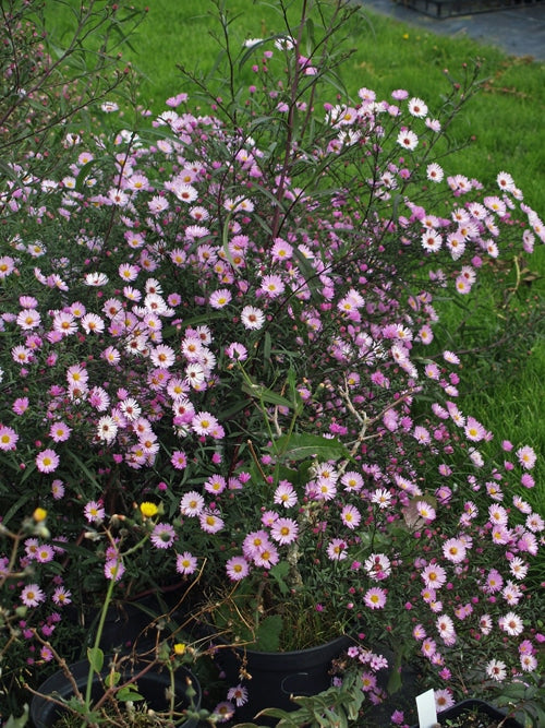 SYMPHYOTRICHUM 'PRAIRIE SKY'