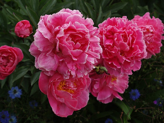 PAEONIA 'CINCINNATI'